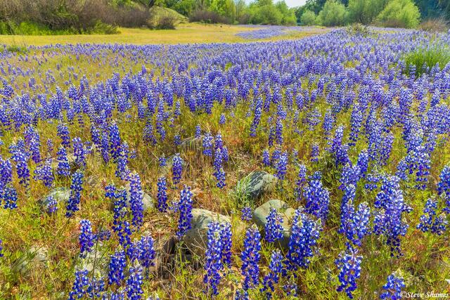 American River Parkway Lupines print