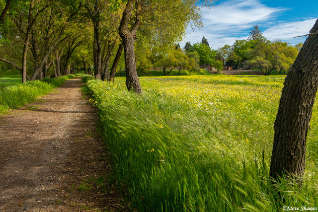 American River Trail print