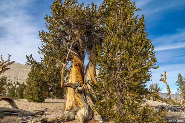 Ancient Bristlecone Pine Forest print