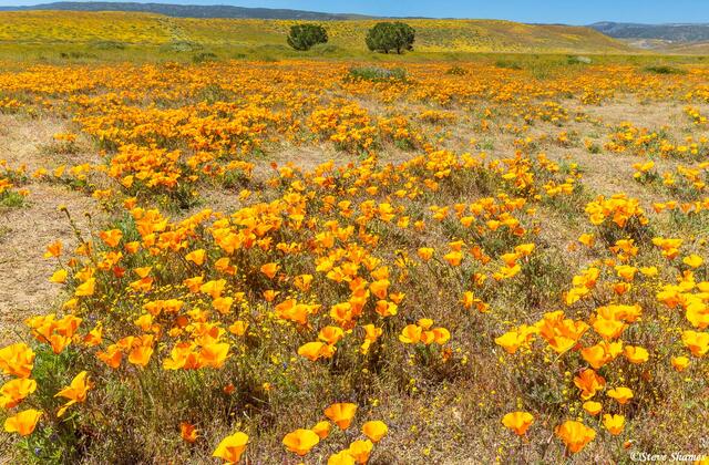Antelope Valley Poppies print