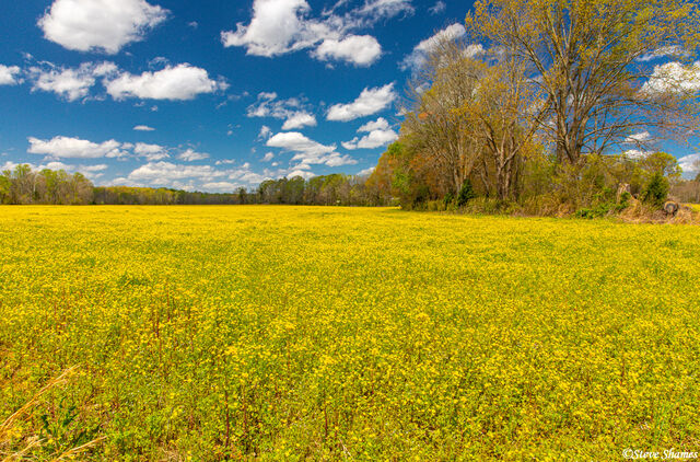 Arkansas Spring Colors print