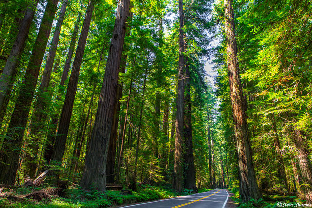 Avenue of the Giants print