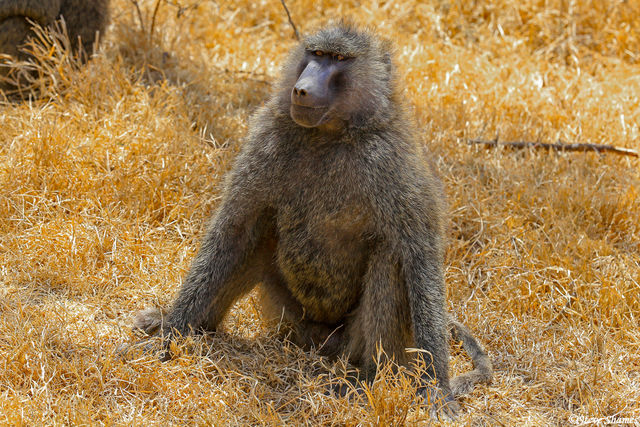 Baboon at Lake Nakuru print