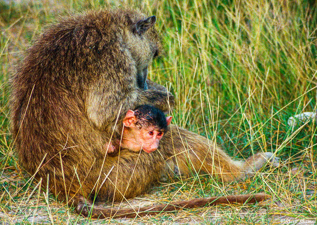 Baby Baboon Amboseli print