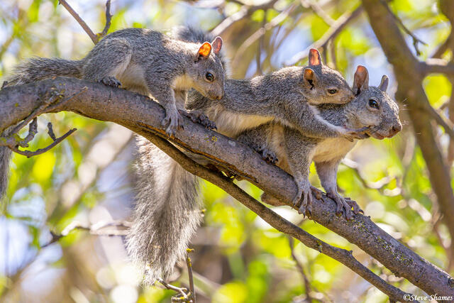 Backyard Squirrels print
