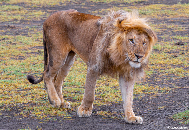 Bad Lion Hair Day print