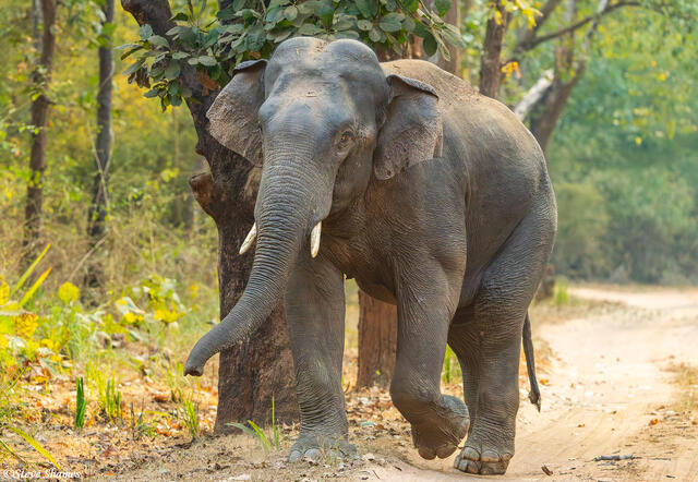 Bandhavgarh Asian Elephant print