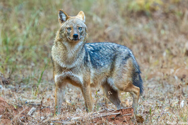 Bandhavgarh National Park Jackal print