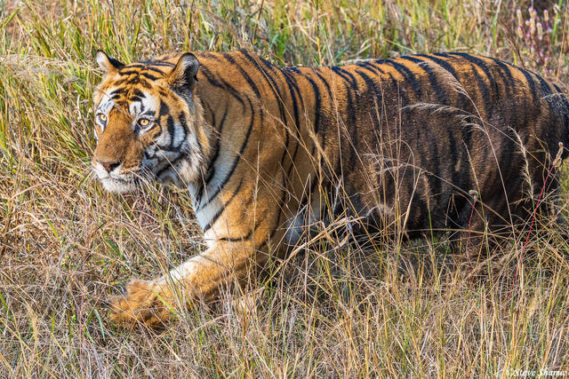 Bandhavgarh Tiger print