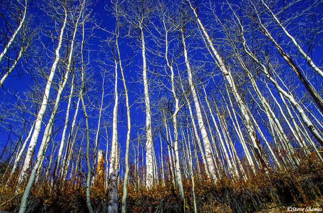 Bare Aspen Trees print