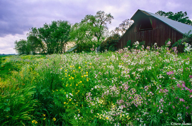 Barn in Colorful Field print