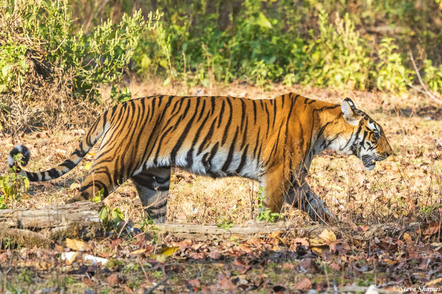 Beautiful Tiger Walking print