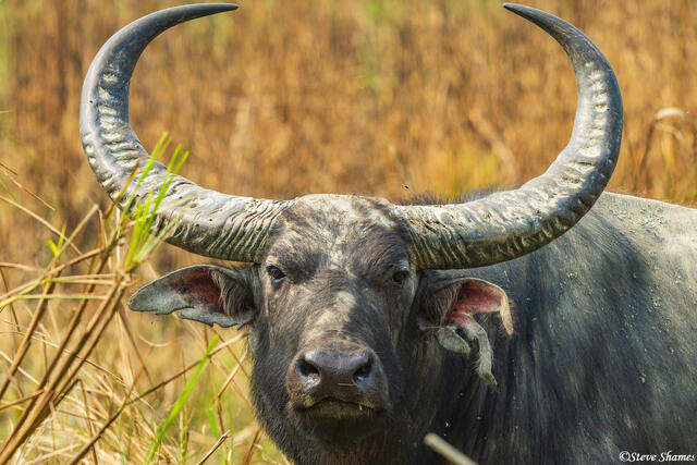 Big Horned Asian Buffalo print