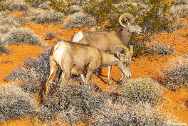 Bighorn Sheep print