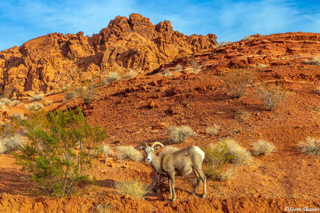 Bighorn Sheep Posing print
