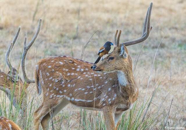 Bird on Spotted Deer print