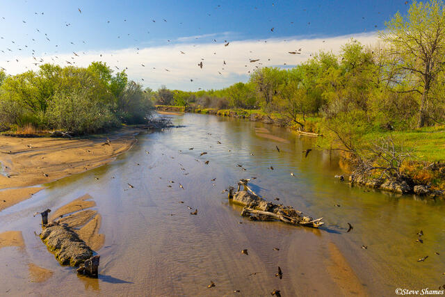 Birds Over River print