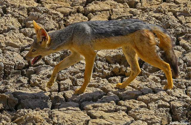 Black backed jackal print