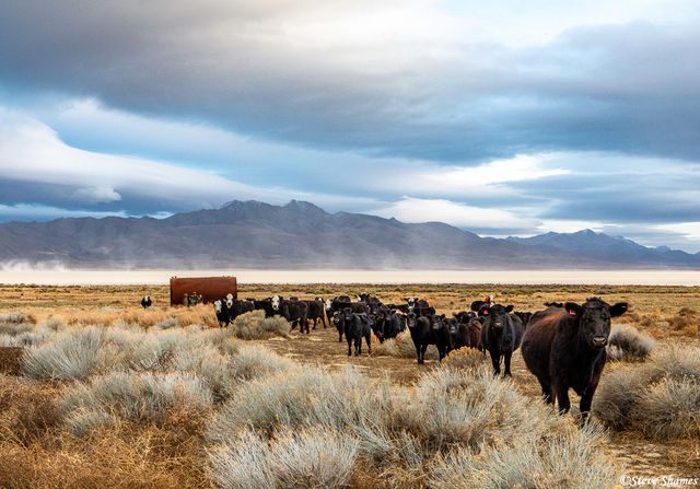 Black Rock Desert Cows print