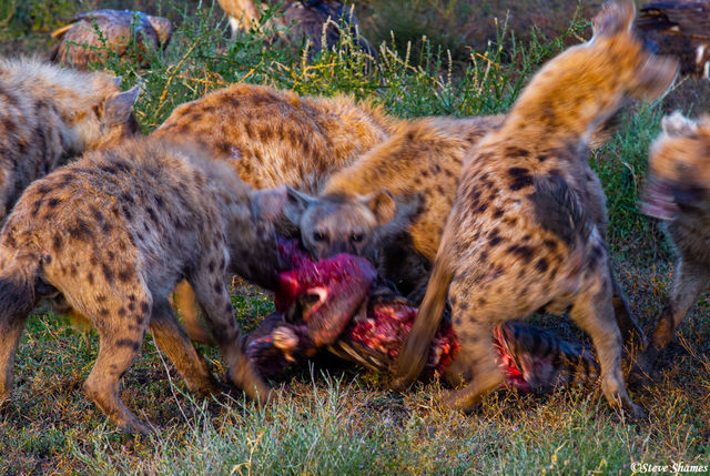 Blur of Hyenas print