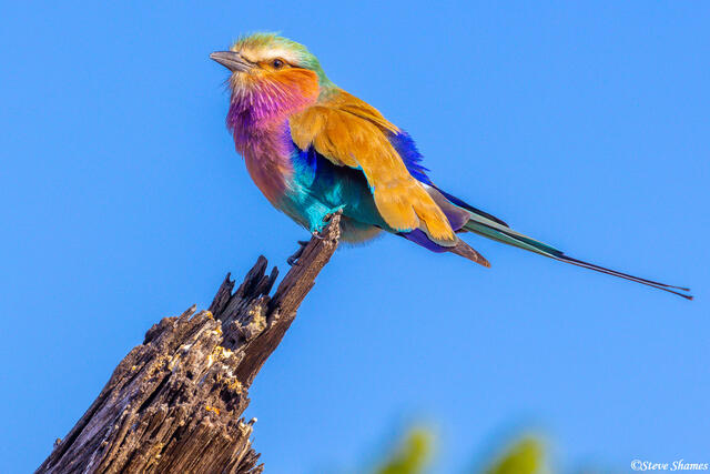 Botswana-African Lilac Breasted Roller print