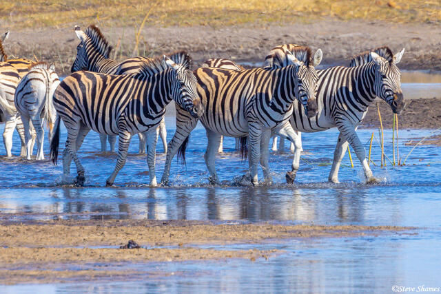 Botswana-Boteti River Zebras print