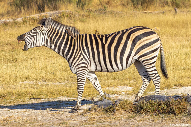 Botswana-Braying Zebra print