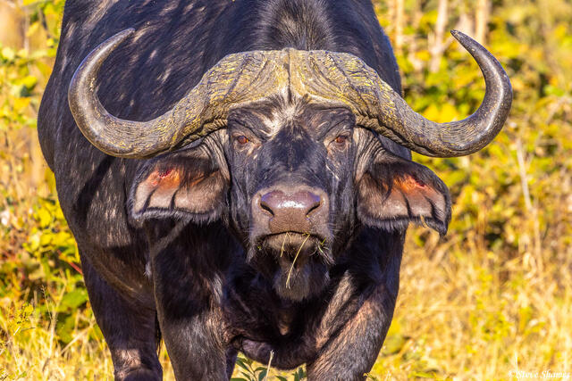 Botswana-Cape Buffalo Face print