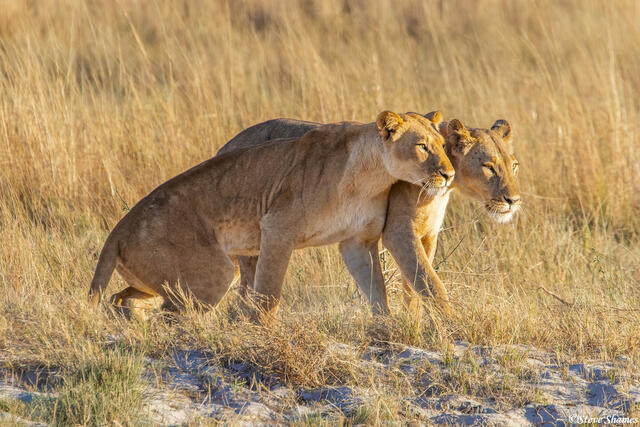 Botswana-Chobe Lionesses print