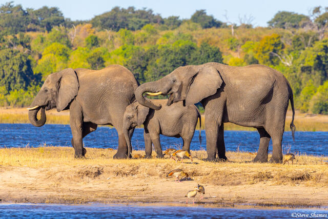 Botswana-Chobe River Elephants print