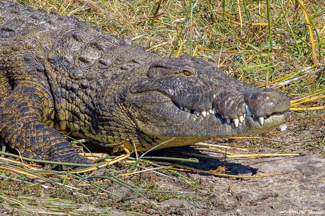 Botswana-Crocodile Close Up print