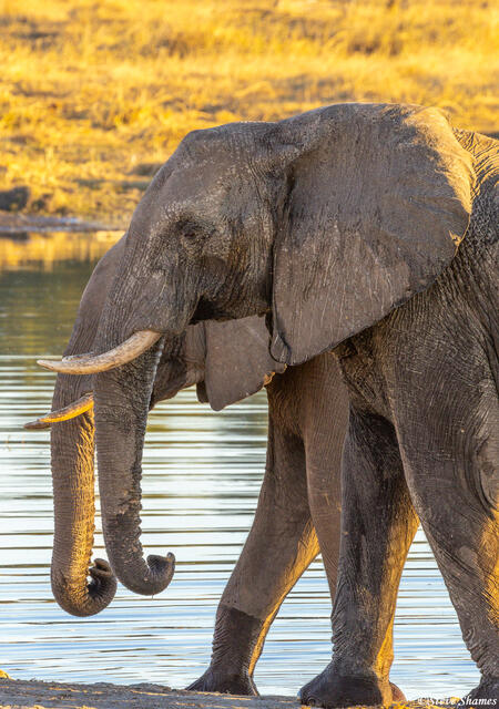Botswana-Double Elephants print