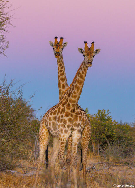 Botswana-Double Headed Giraffe print