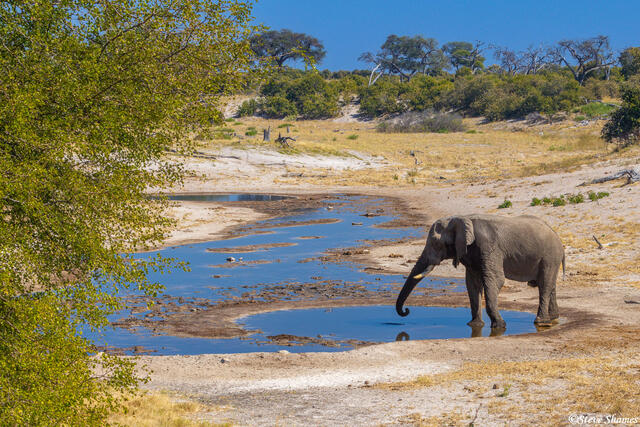 Botswana-Elephant at Waterhole print