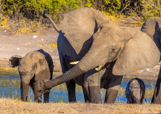 Botswana-Elephant Slinging Mud print