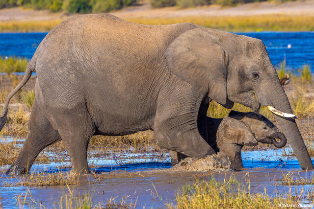 Botswana-Elephants in Water print