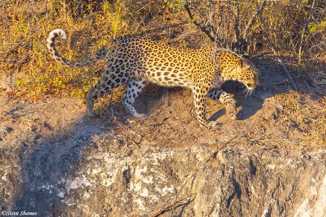 Botswana-Leopard by Boteti River print