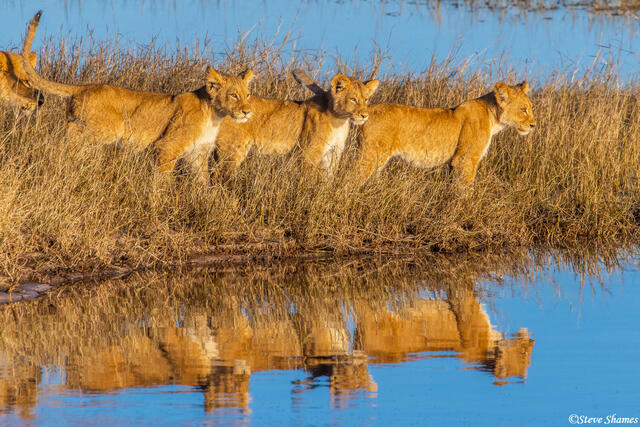 Botswana-Lion Cubs Reflection print