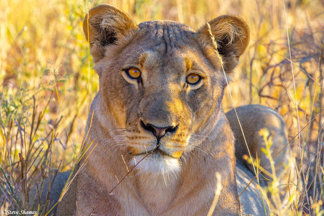 Botswana-Lioness Portrait print