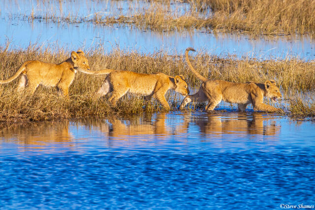 Botswana-Marsh Lion Cubs print