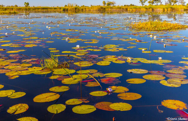 Botswana-Okavango Delta print