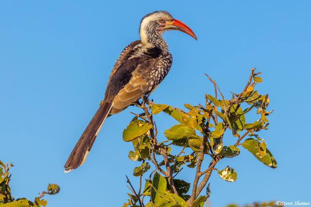 Botswana-Red Billed Hornbill print