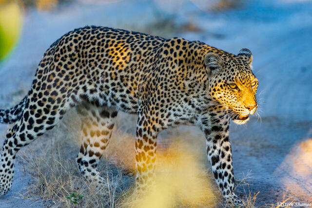 Botswana-Savuti Mother Leopard print