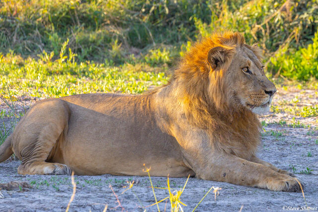 Botswana-Savuti Resting Lion print