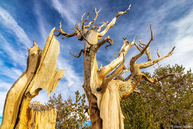 Bristlecone Pine Patriarch Grove print
