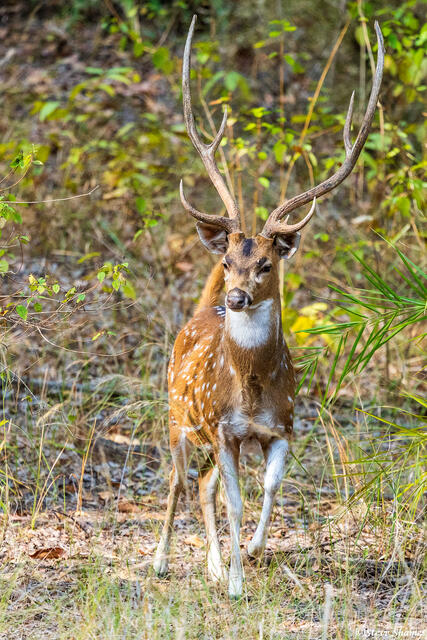 Buck Spotted Deer print