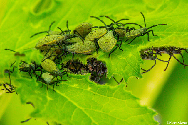 Bugs Close Up print