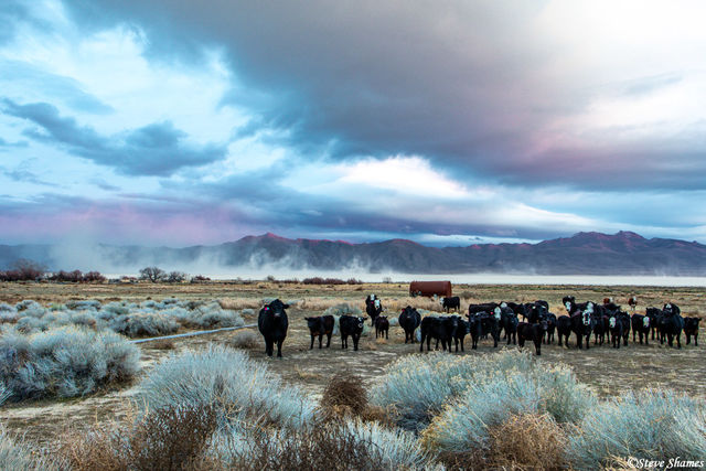 Burning Man Cows print