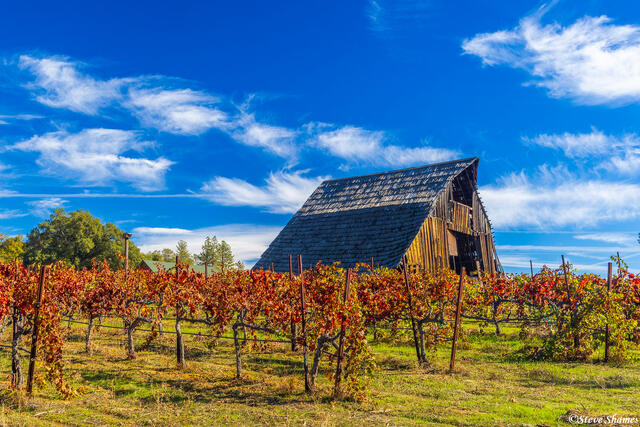 Busby Cellars print