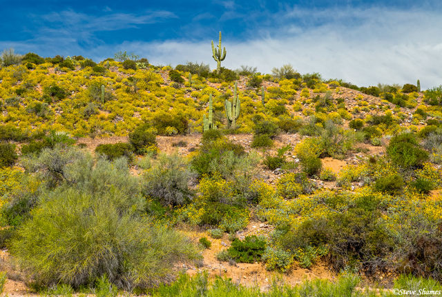 Cactus Hill print